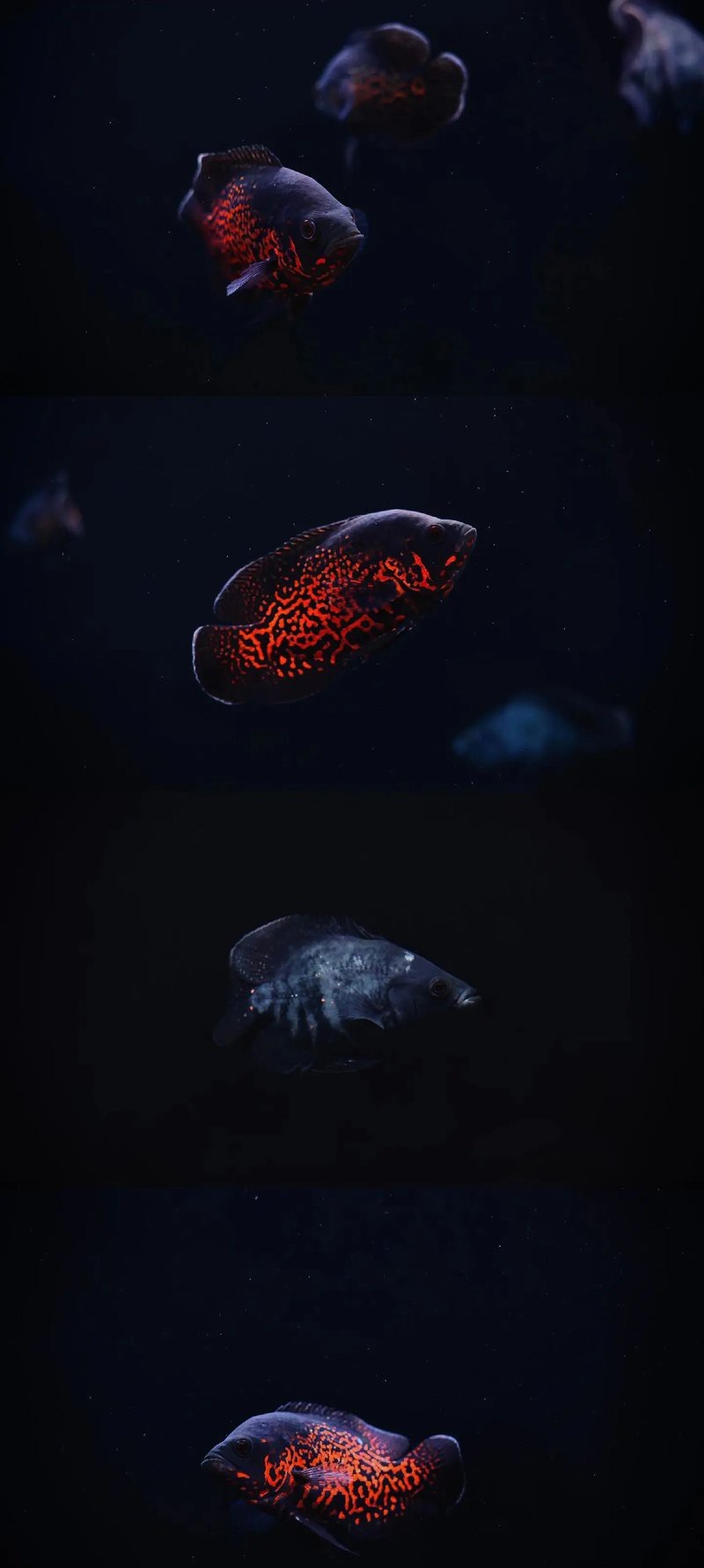 地圖魚能長多大