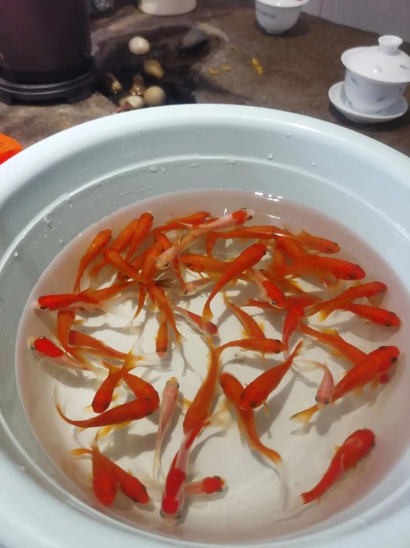 旺財魚圖片100張