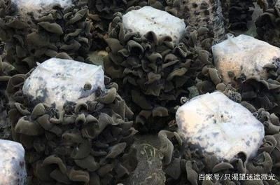 魚缸生態(tài)管理的重要性：魚缸水質(zhì)管理的重要性