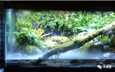 魚缸生態(tài)管理的重要性：魚缸水質(zhì)管理的重要性