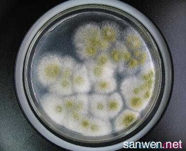 魚缸生態(tài)管理的重要性：魚缸水質(zhì)管理的重要性