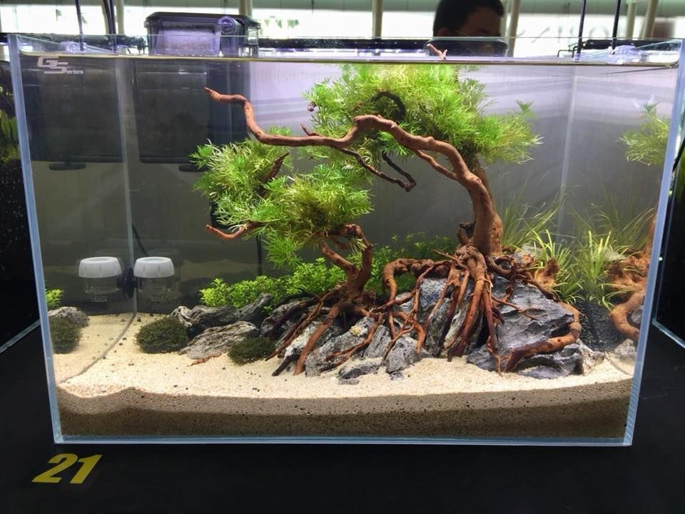 熱帶魚飼養指南熱帶魚飼養指南熱帶魚飼養指南熱帶魚飼養指南：海缸造景的藝術與科學