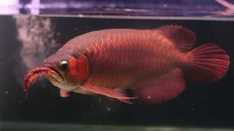 龍魚喂蜈蚣的正確處理方法