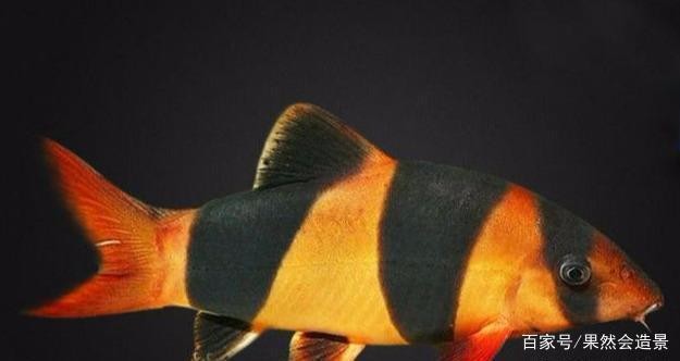 龍魚爛鰓病康復后如何護理，魚爛鰓病康復后的龍魚康復后的護理步驟和護理步驟
