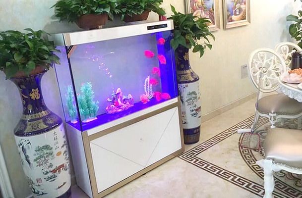 養(yǎng)小魚的魚缸上的燈需不需要關閉：養(yǎng)小魚的魚缸上的燈在晚上是否需要關閉，這個問題可以考慮
