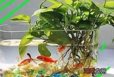 改善魚缸水生植物的除去率高，適合在魚缸中種植的水生植物：哪些水生植物可以改善魚缸水質(zhì)？