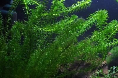 改善魚缸水生植物的除去率高，適合在魚缸中種植的水生植物：哪些水生植物可以改善魚缸水質(zhì)？
