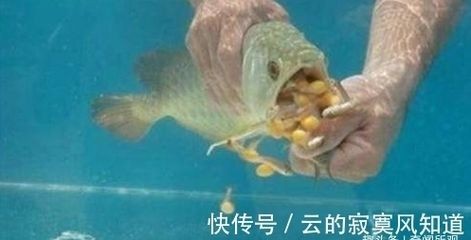金龍魚產卵嗎：男子拍下金龍魚產卵過程，雄魚卻把卵全給吞了