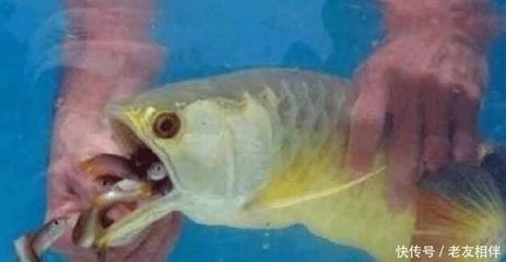 金龍魚產卵嗎：男子拍下金龍魚產卵過程，雄魚卻把卵全給吞了