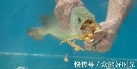 銀龍魚的市場價格是多少？銀龍魚的價格未來會漲嗎？，銀龍魚價格波動是多少銀龍魚的價格波動是多少