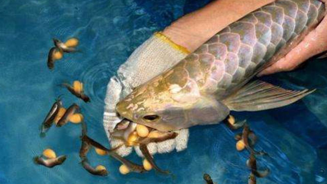 金龍魚產卵嗎：男子拍下金龍魚產卵過程，雄魚卻把卵全給吞了
