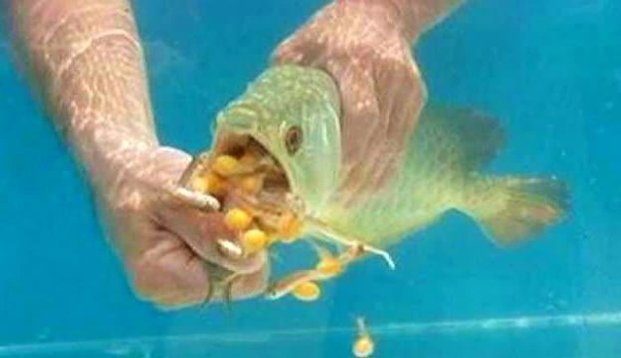 金龍魚產卵嗎：男子拍下金龍魚產卵過程，雄魚卻把卵全給吞了