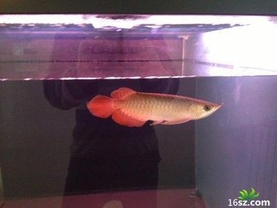 龍魚(yú)用led燈會(huì)掉眼嗎為什么呢：如何選擇適合龍魚(yú)的led燈
