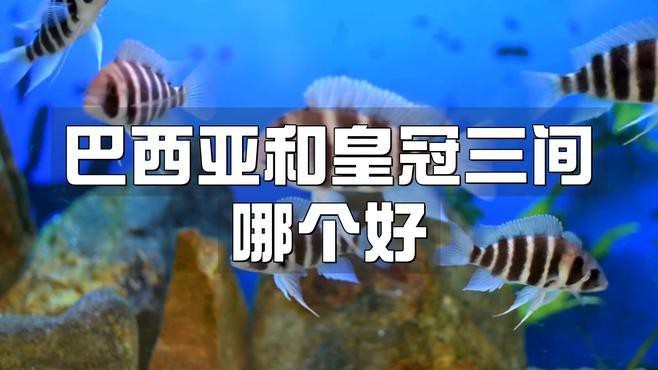 帝王三間巴西亞哪個漂亮 帝王三間巴西亞哪個漂亮 龍魚論壇 第5張