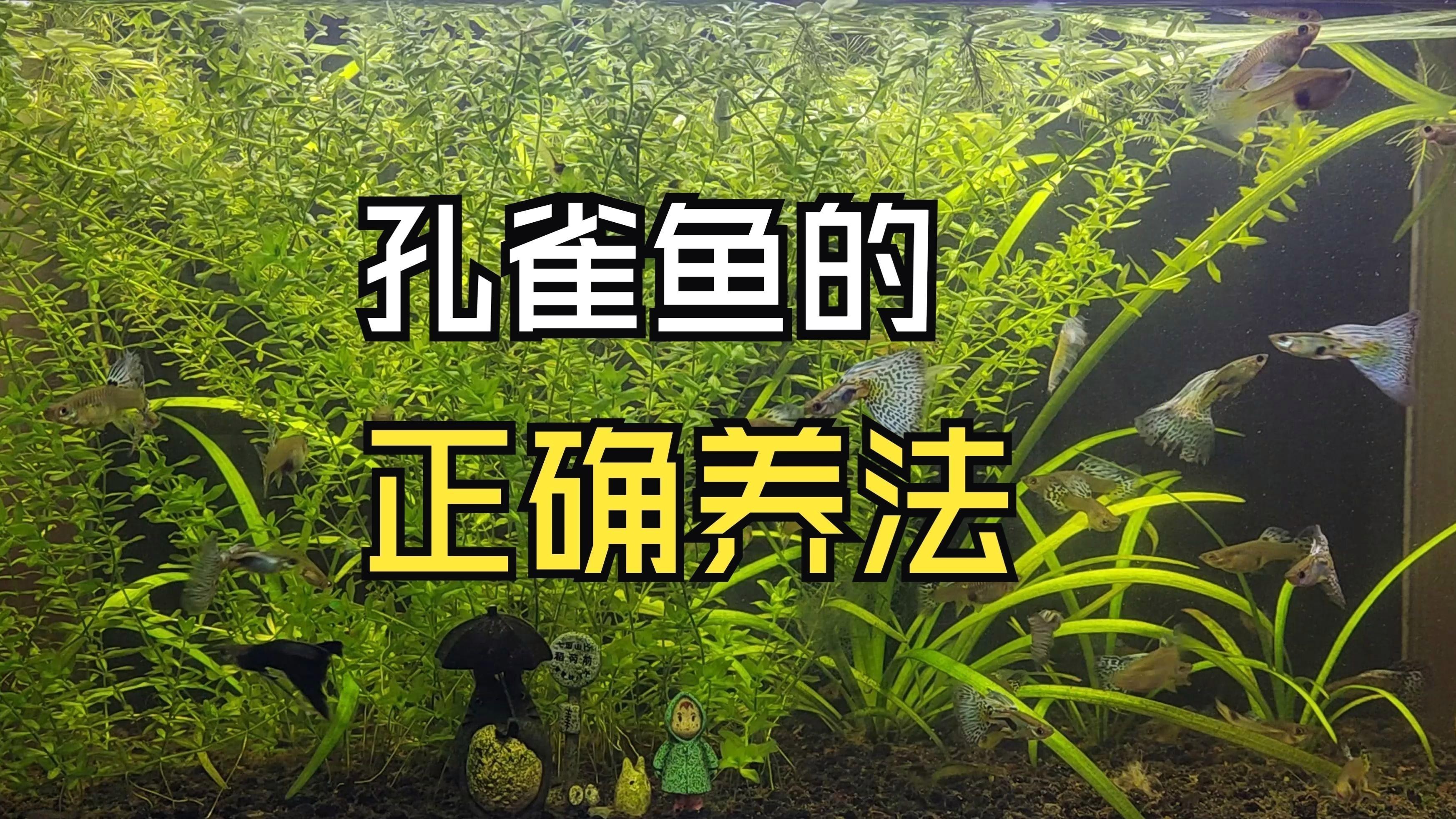 孔雀龍魚需要多大的魚缸