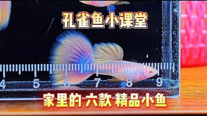 孔雀龍魚需要多大的魚缸