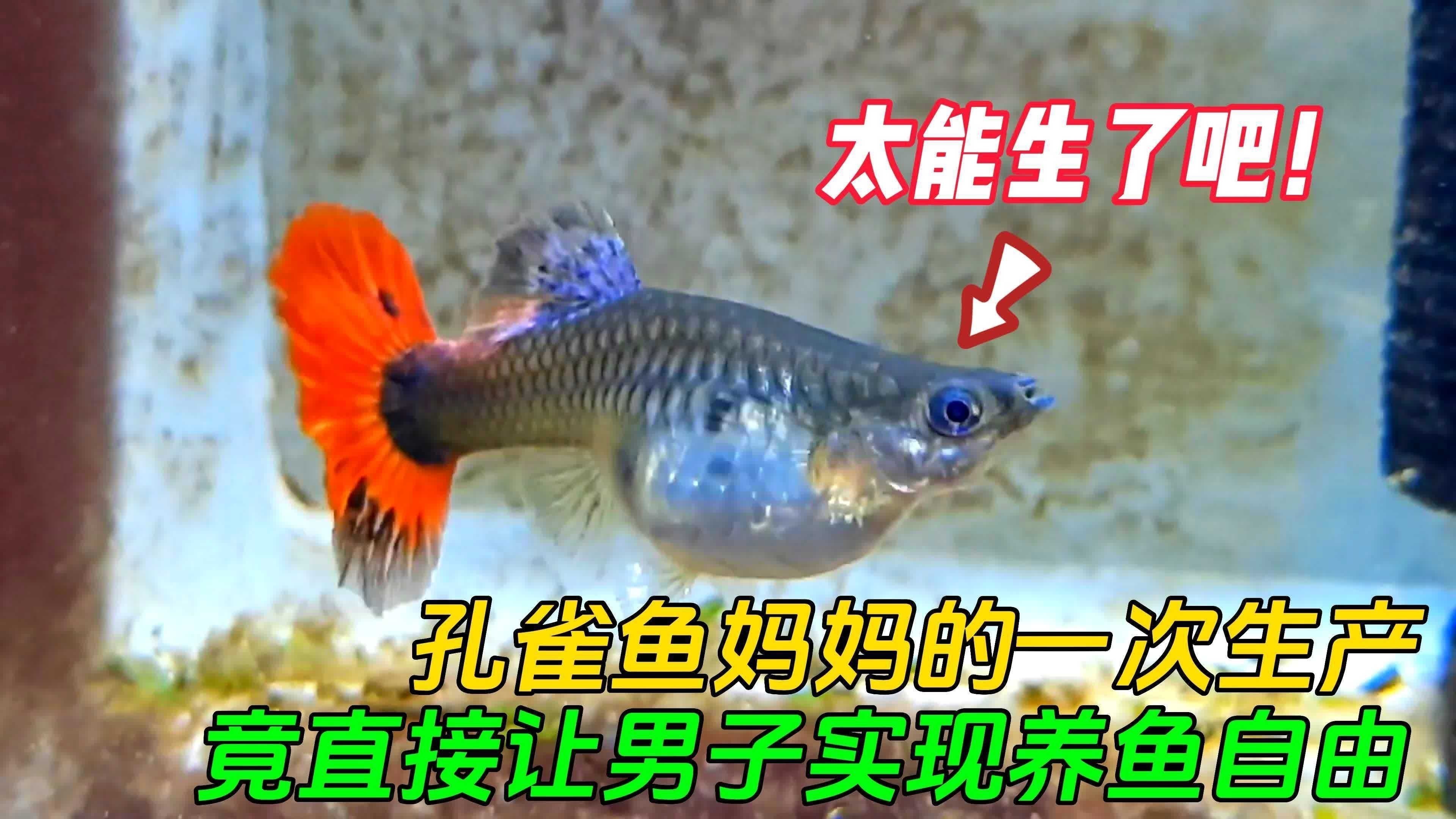 孔雀龍魚需要多大的魚缸