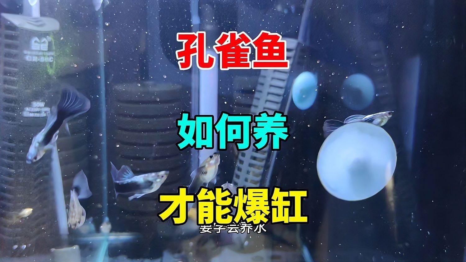 孔雀龍魚需要多大的魚缸