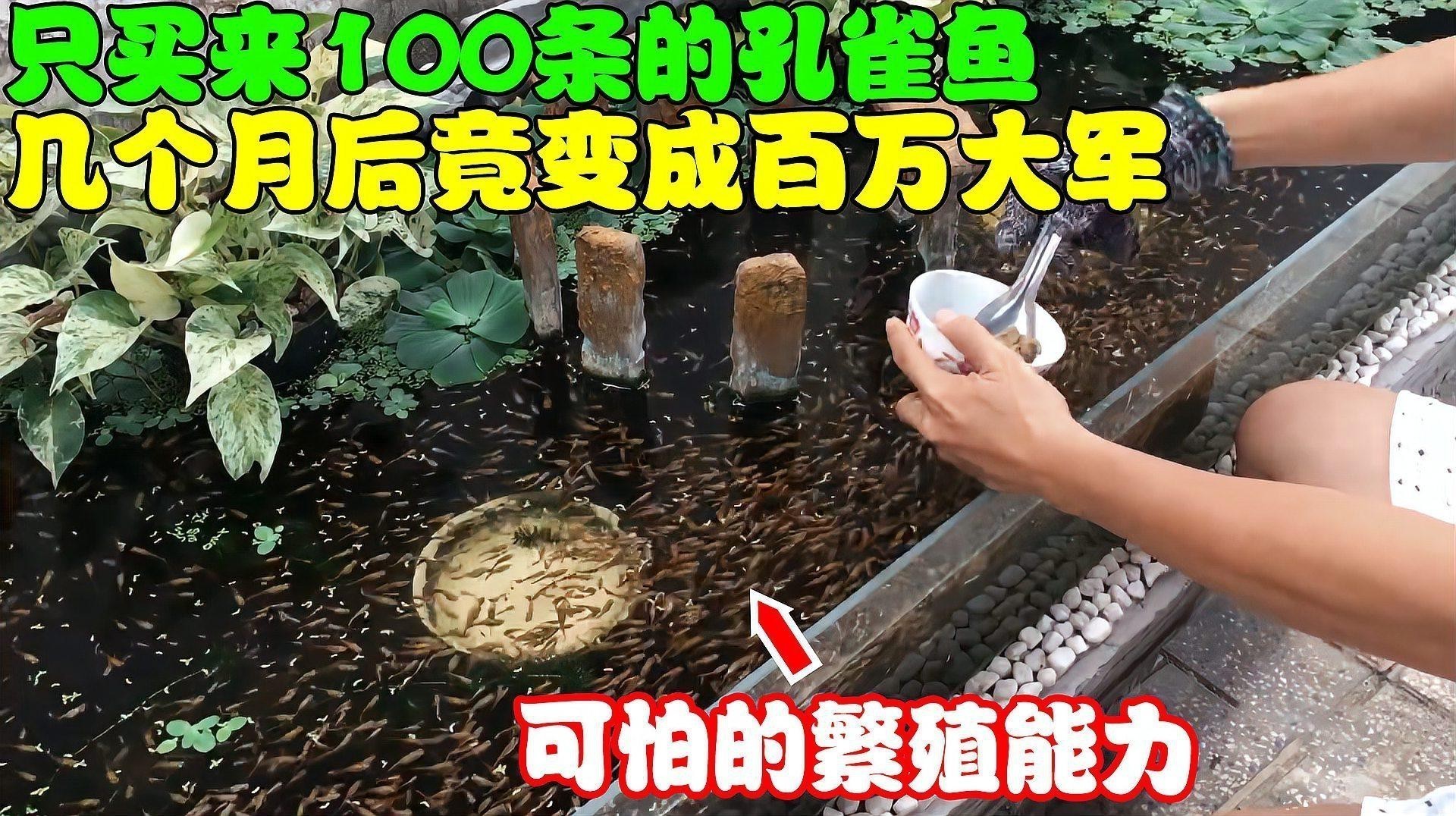 孔雀龍魚需要多大的魚缸