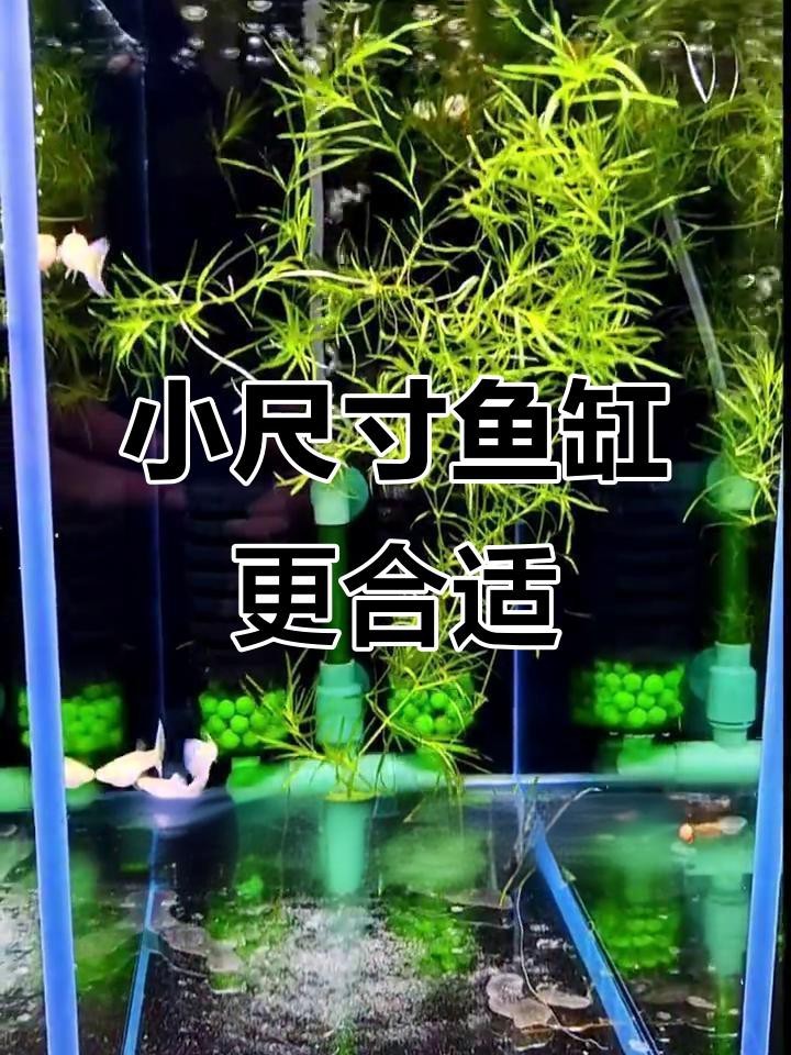 孔雀龍魚需要多大的魚缸