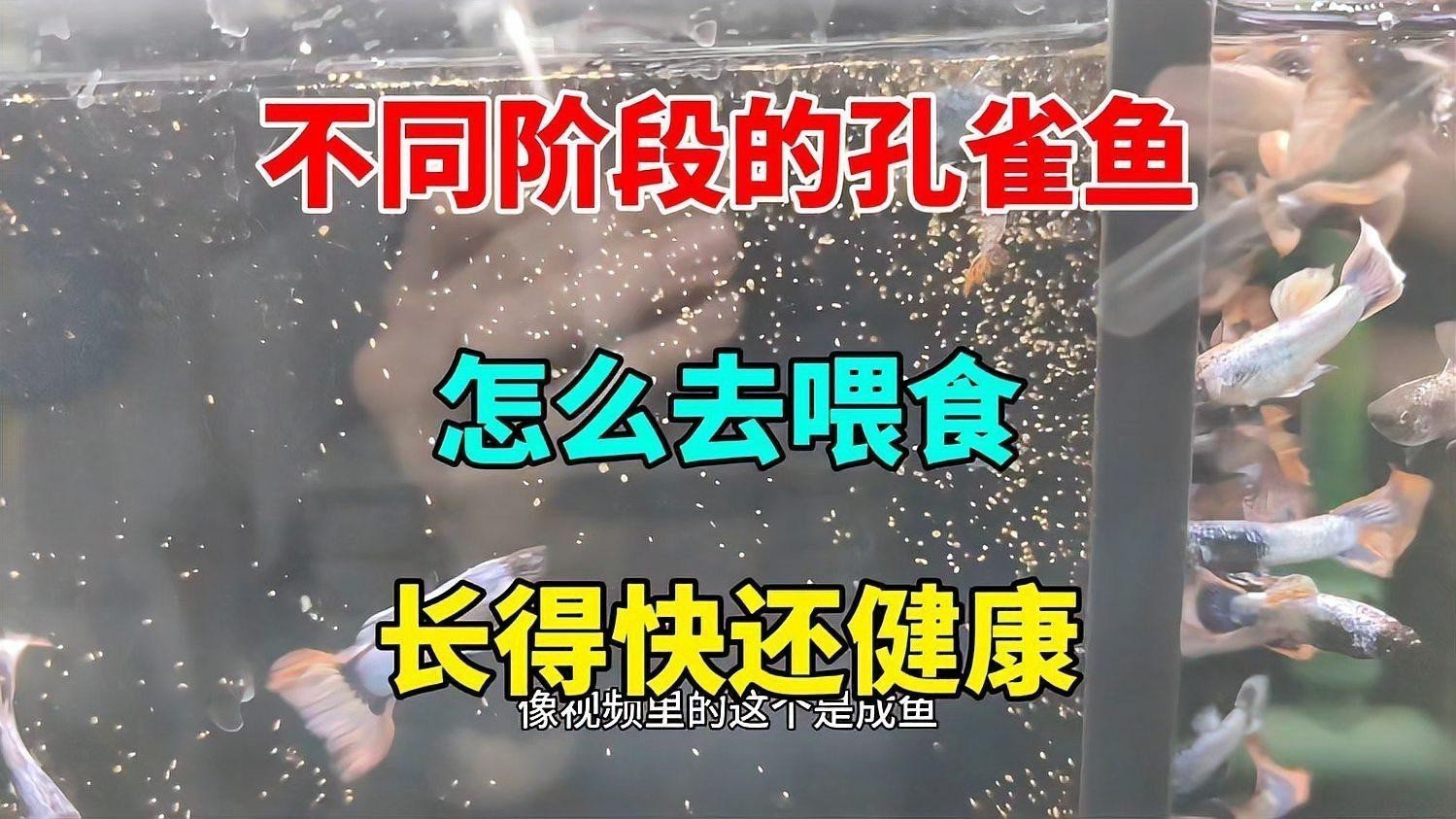 孔雀龍魚需要多大的魚缸