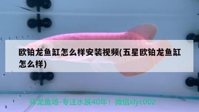 歐鉑龍魚缸品牌怎么樣：歐鉑龍魚缸適用于2001年的中國水族產(chǎn)品品牌歐鉑龍魚缸