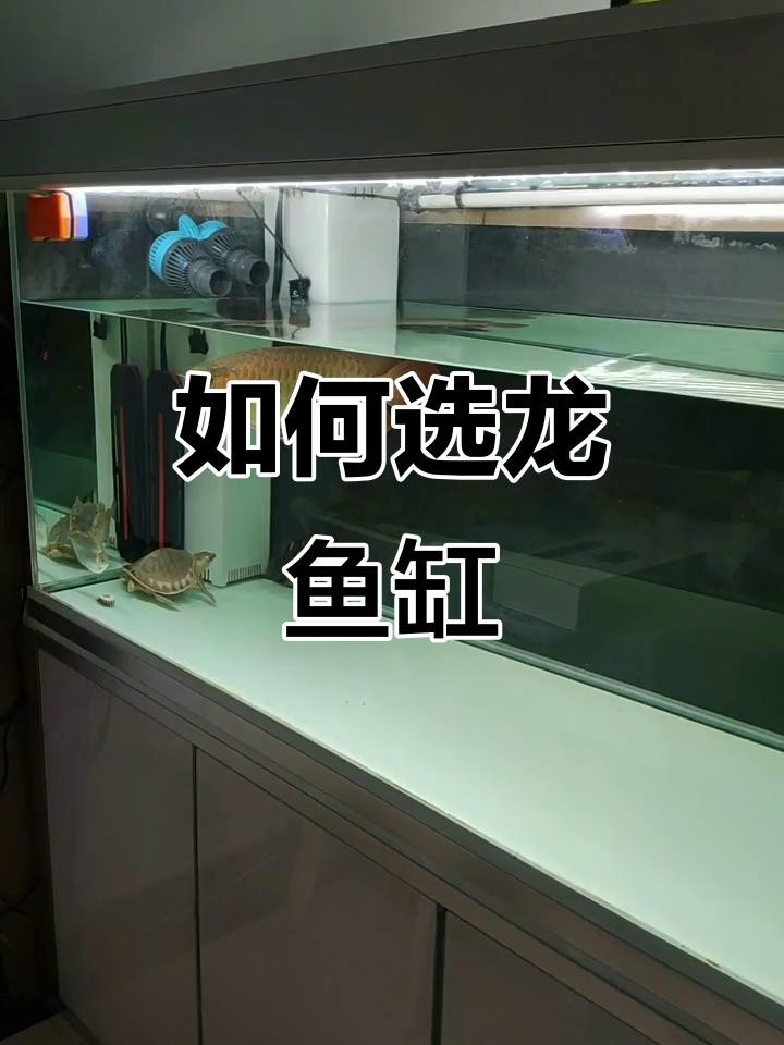 龍魚飼養(yǎng)需要哪些專用設(shè)備？