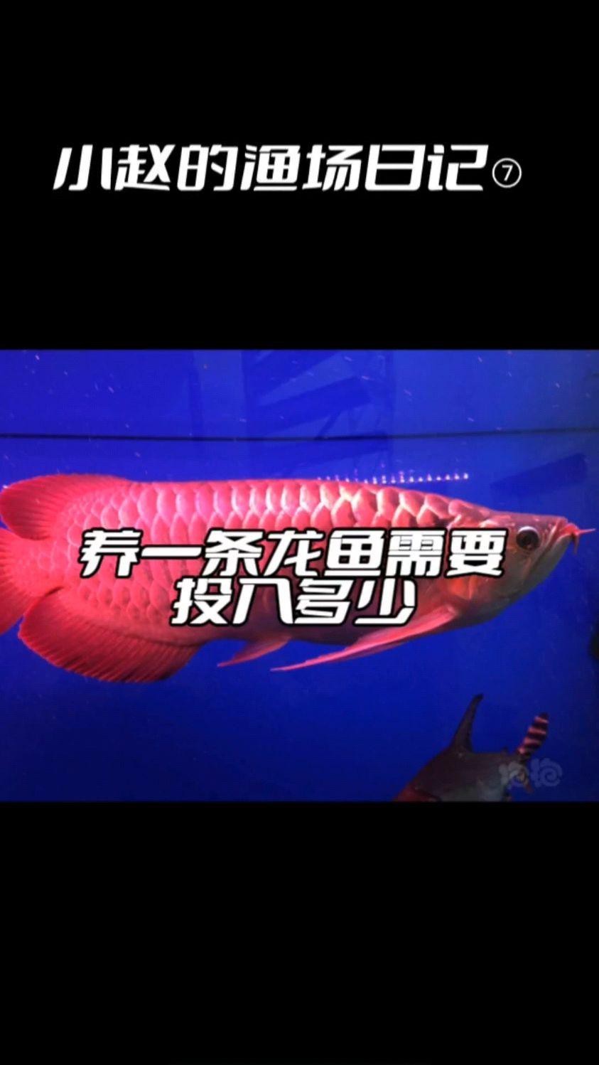 龍魚飼養(yǎng)需要哪些專用設(shè)備？