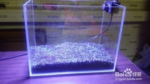 瑪麗魚(yú)缸里能放水草嗎：瑪麗魚(yú)缸里放水草對(duì)瑪麗魚(yú)的影響，魚(yú)缸水草選擇指南