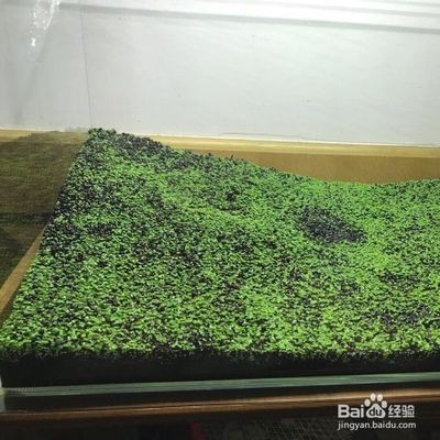 瑪麗魚(yú)缸里能放水草嗎：瑪麗魚(yú)缸里放水草對(duì)瑪麗魚(yú)的影響，魚(yú)缸水草選擇指南