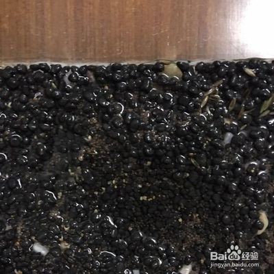 瑪麗魚(yú)缸里能放水草嗎：瑪麗魚(yú)缸里放水草對(duì)瑪麗魚(yú)的影響，魚(yú)缸水草選擇指南
