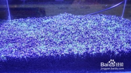 瑪麗魚(yú)缸里能放水草嗎：瑪麗魚(yú)缸里放水草對(duì)瑪麗魚(yú)的影響，魚(yú)缸水草選擇指南