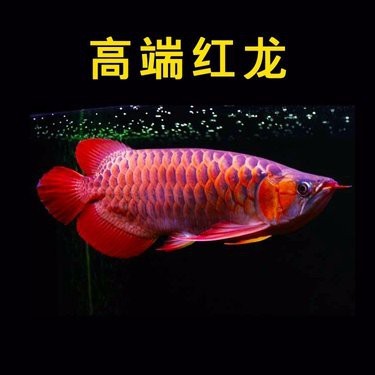 紅龍魚有品相嗎