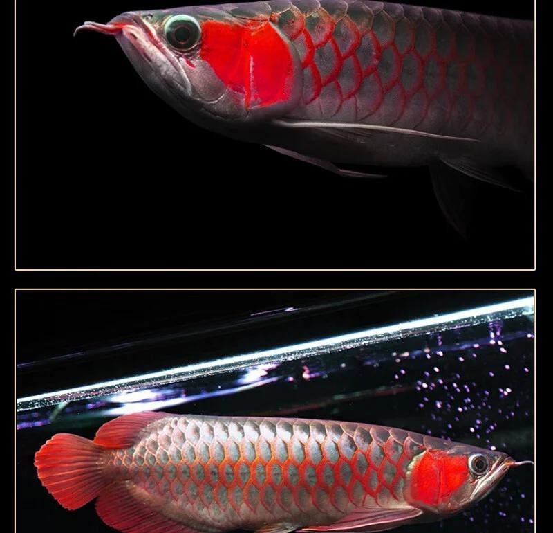 紅龍魚有品相嗎