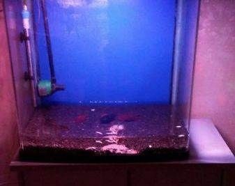 魚缸過濾網(wǎng)和充養(yǎng)泵的安裝步驟：充養(yǎng)泵的安裝步驟：魚缸過濾網(wǎng)、充養(yǎng)泵的安裝步驟