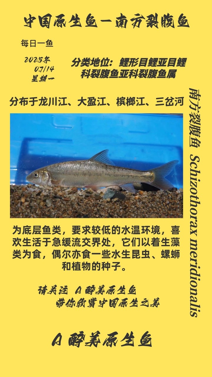 南方裂腹魚