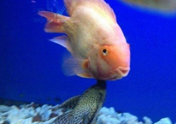 清道夫和龍魚混養