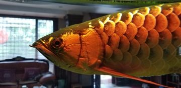 金龍魚眼睛腫的很大正常嗎：金龍魚眼睛腫大是一種常見(jiàn)的癥狀可能由多種原因引起