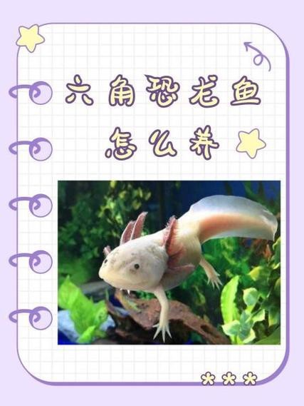 恐龍魚生長環境條件圖