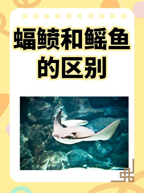 蝠鲼和鰩魚圖片