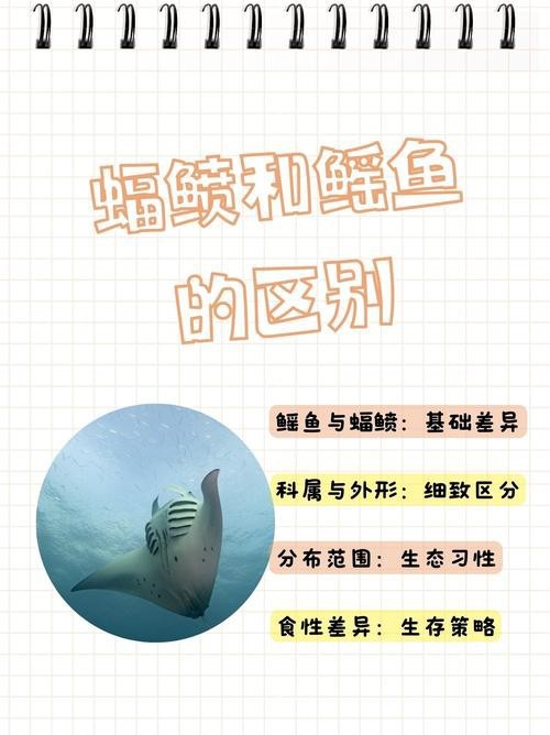 蝠鲼和鰩魚圖片