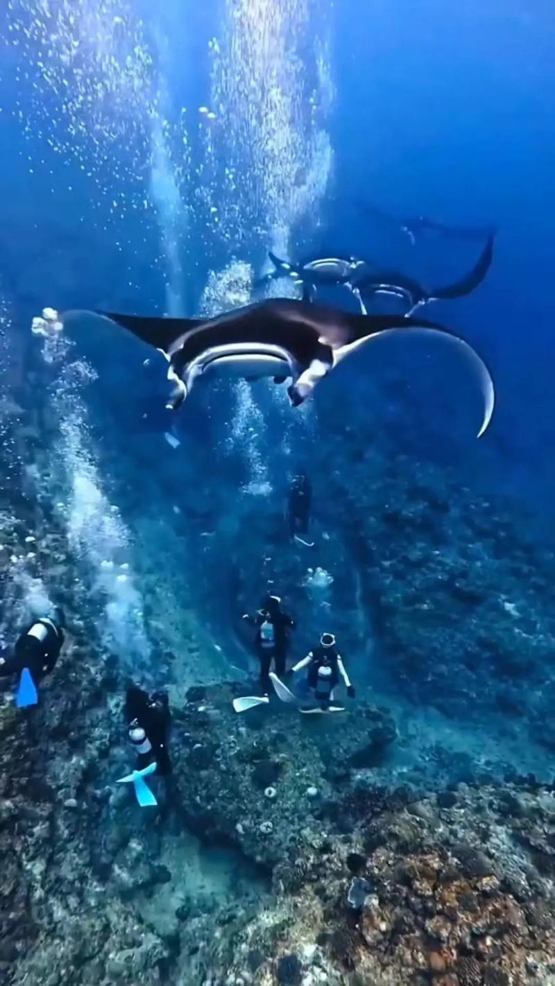 蝠鲼和鰩魚圖片