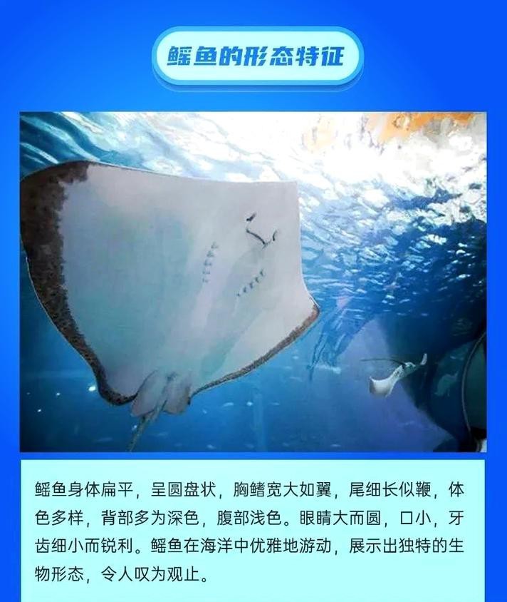 蝠鲼和鰩魚圖片