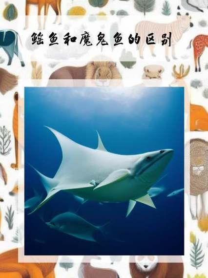 蝠鲼和鰩魚圖片