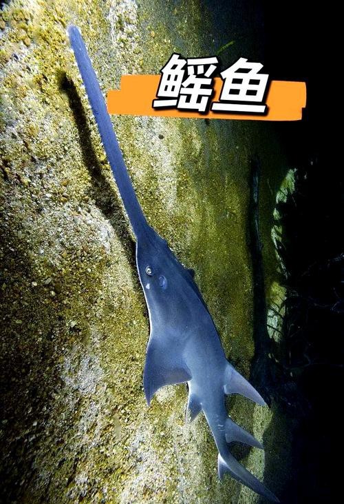 蝠鲼和鰩魚圖片