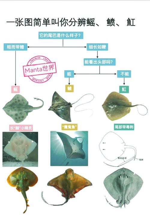 蝠鲼和鰩魚圖片