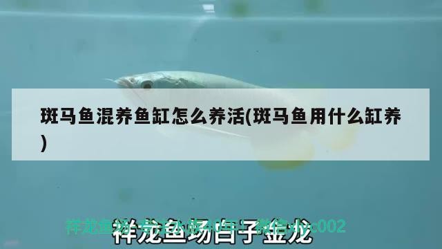 武進區橫林紅英觀賞魚店