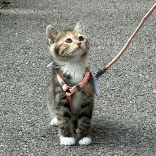 虎魚泡藥了還可以養嗎