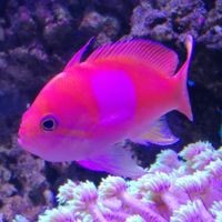 虎魚泡藥了還可以養嗎