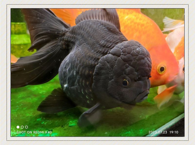 虎魚泡藥了還可以養嗎